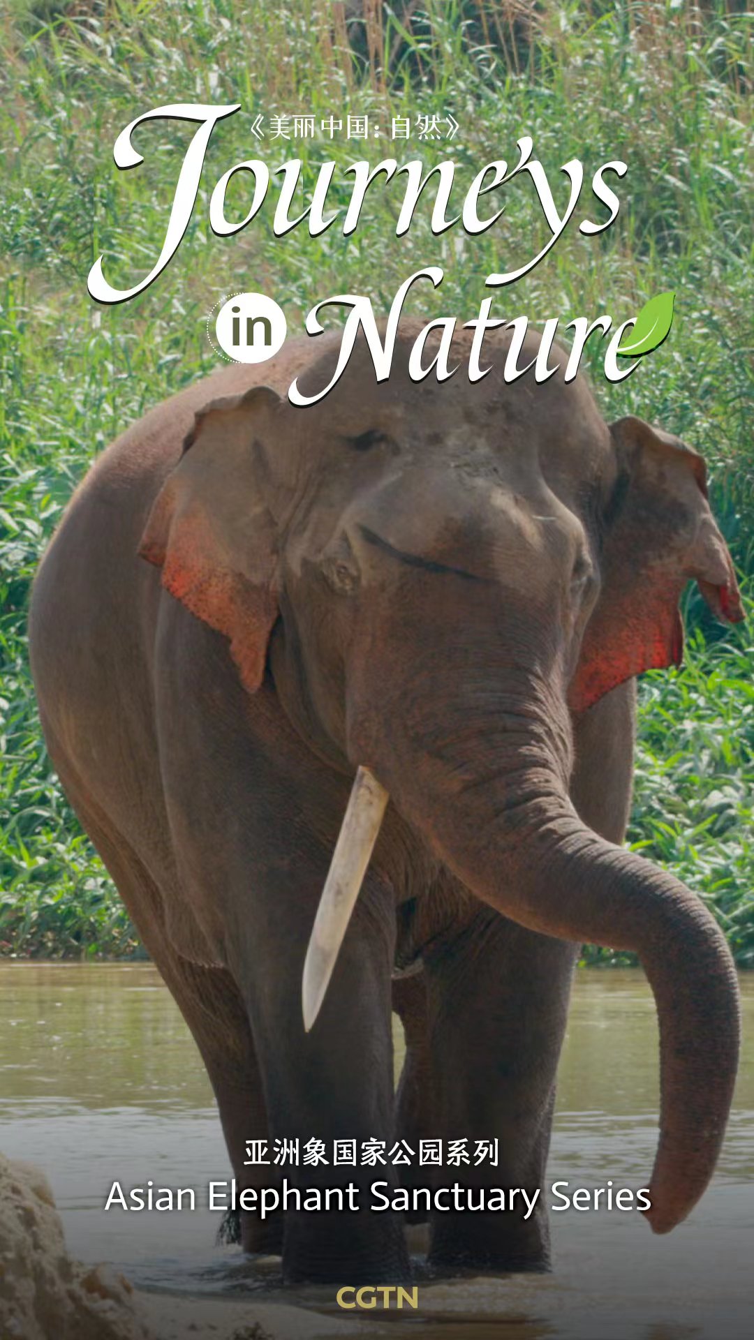 CGTN Nature presents 'Journeys in Nature: Asian Elephant Sanctuary Series'