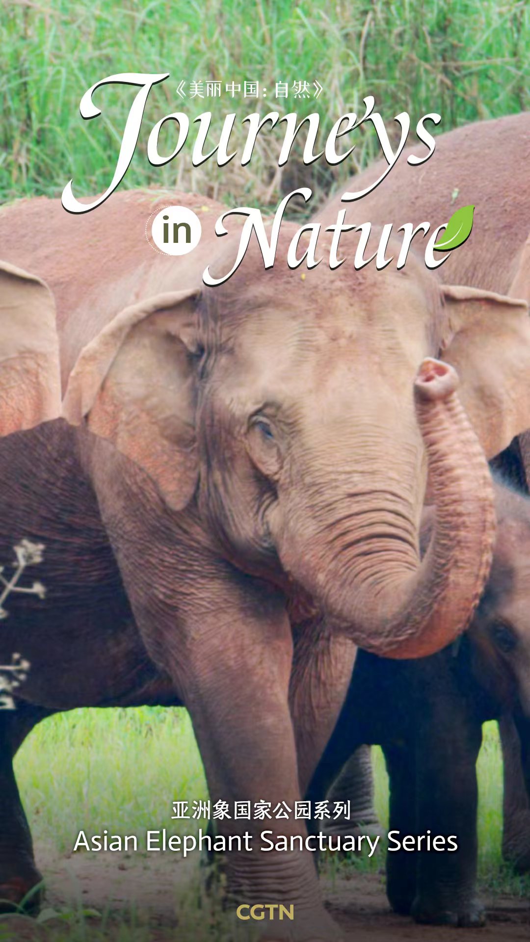 CGTN Nature presents 'Journeys in Nature: Asian Elephant Sanctuary Series'