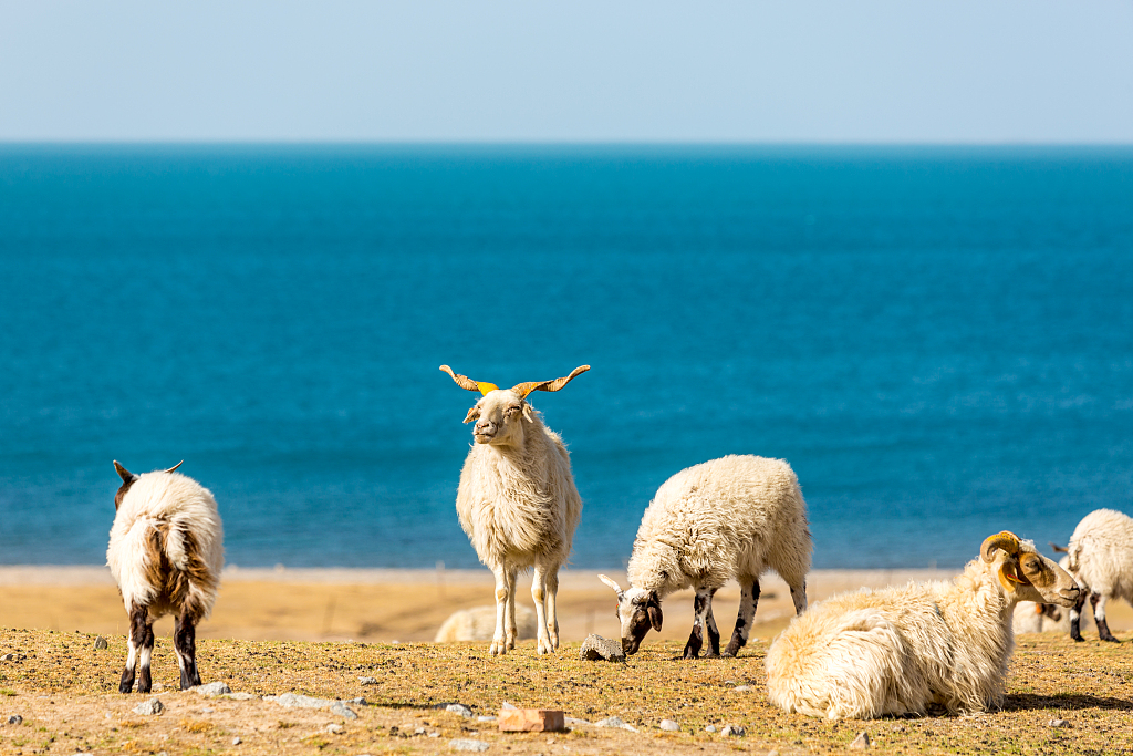 Sheep graze by the shores of Qinghai Lake. /CFP