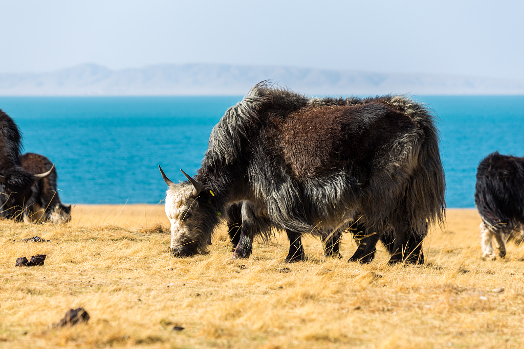 Cattle graze by the shores of Qinghai Lake. /CFP