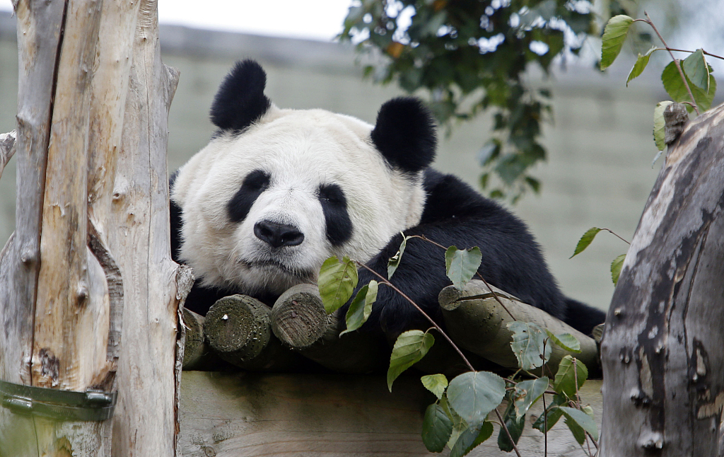 A file photo taken on September 14, 2022 shows female giant panda Tian Tian in her enclosure at Edinburgh Zoo. /CFP