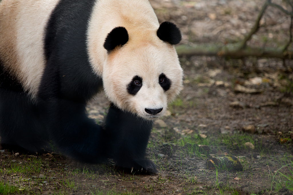 A file photo taken on July 10, 2019 shows the male giant panda Yang Guang taking a stroll at Edinburgh Zoo in the United Kingdom. /CFP