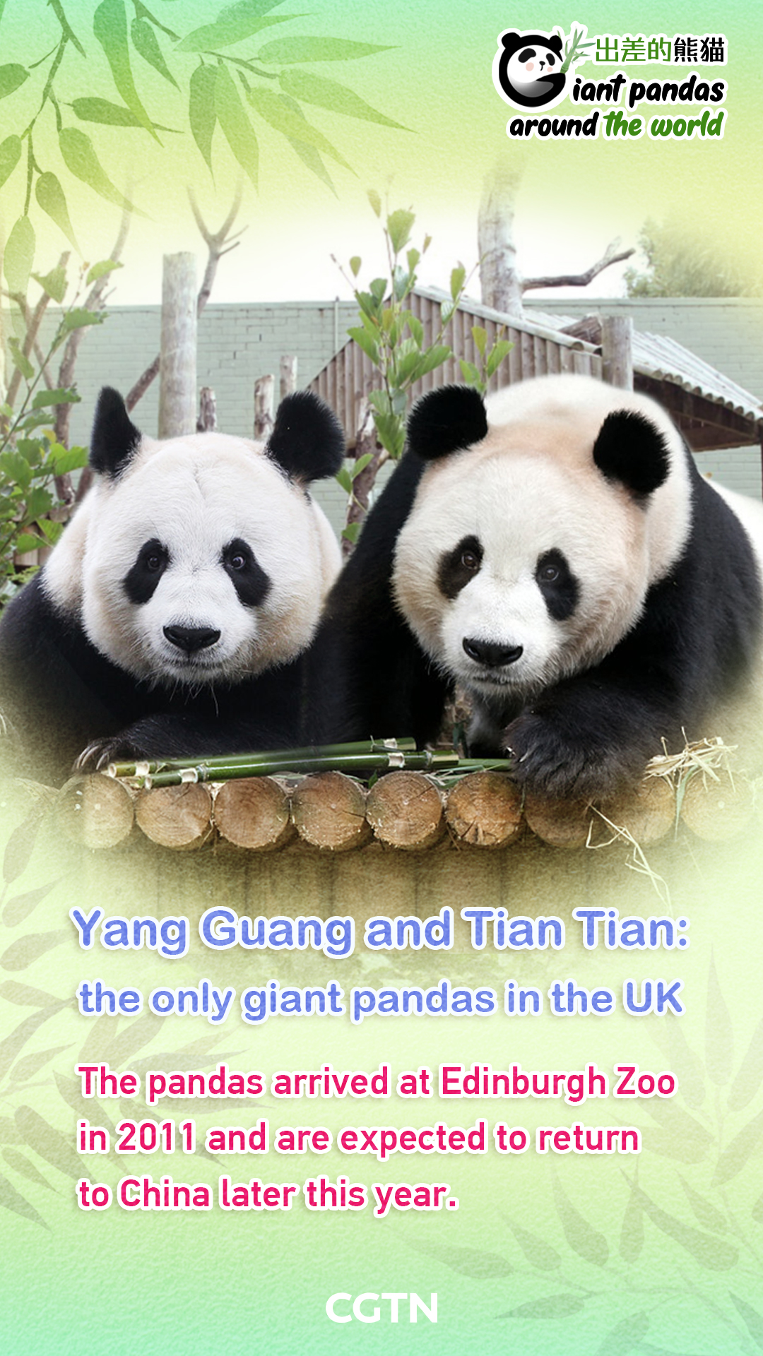 UK's only giant pandas set to head back home