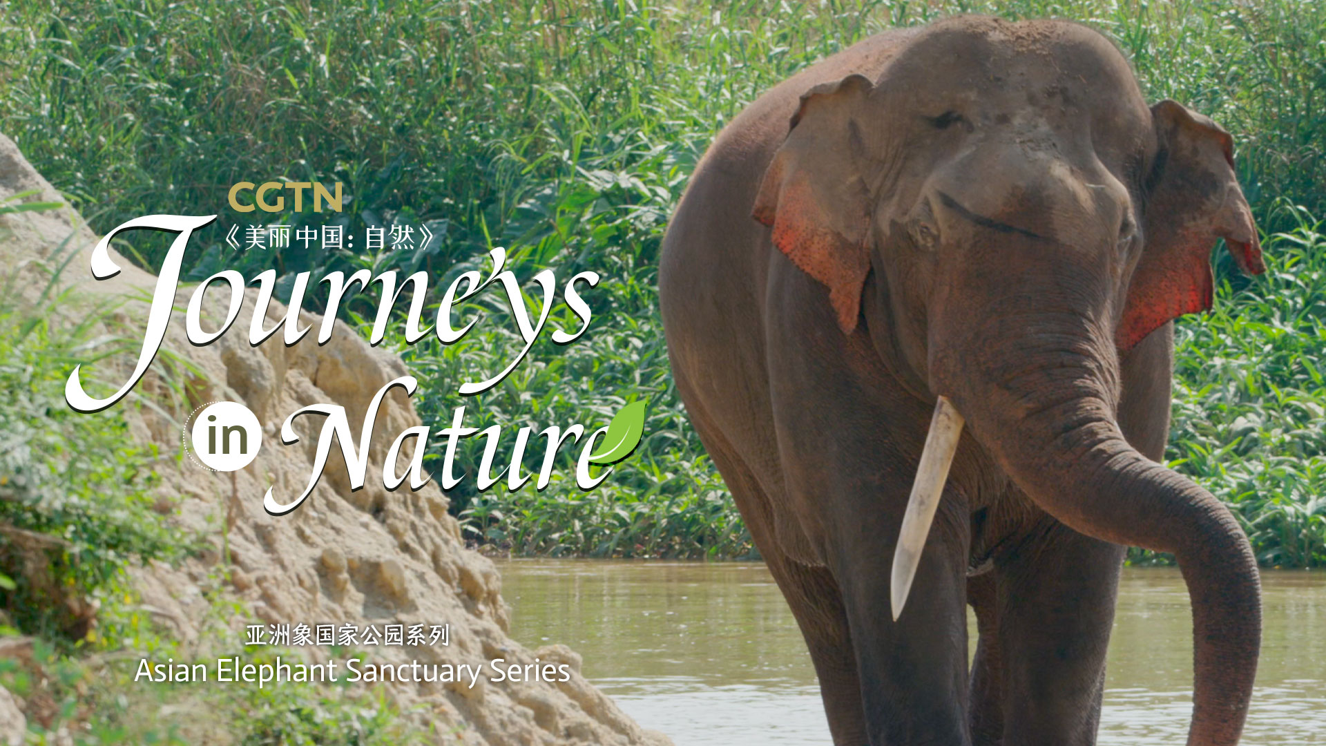 Asian Elephant Sanctuary Episode 1: Asian elephants' 'breakaway' 