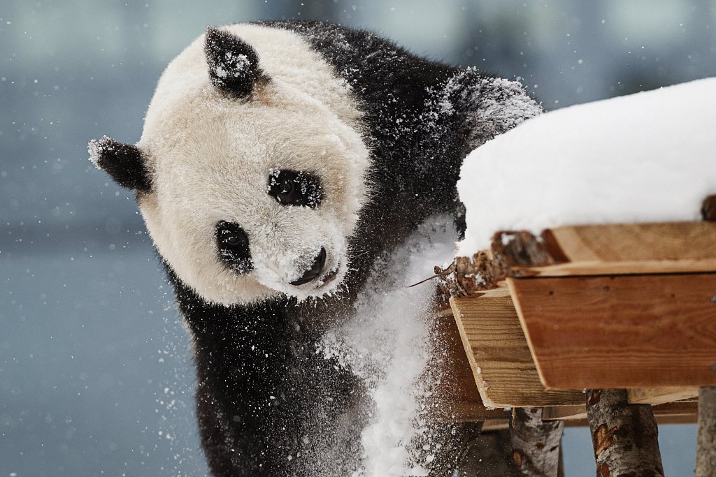 Female panda Jin Bao Bao (Lumi) plays in snowfall at the Ähtäri Zoo, Finland on February 17, 2018. /CFP