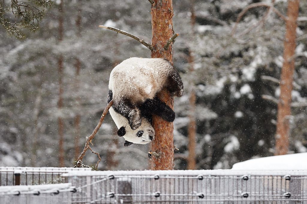 Female panda Jin Bao Bao hangs upside down from a tree as she plays during snowfall in her enclosure at the Ähtäri Zoo in Finland on February 17, 2018. /CFP