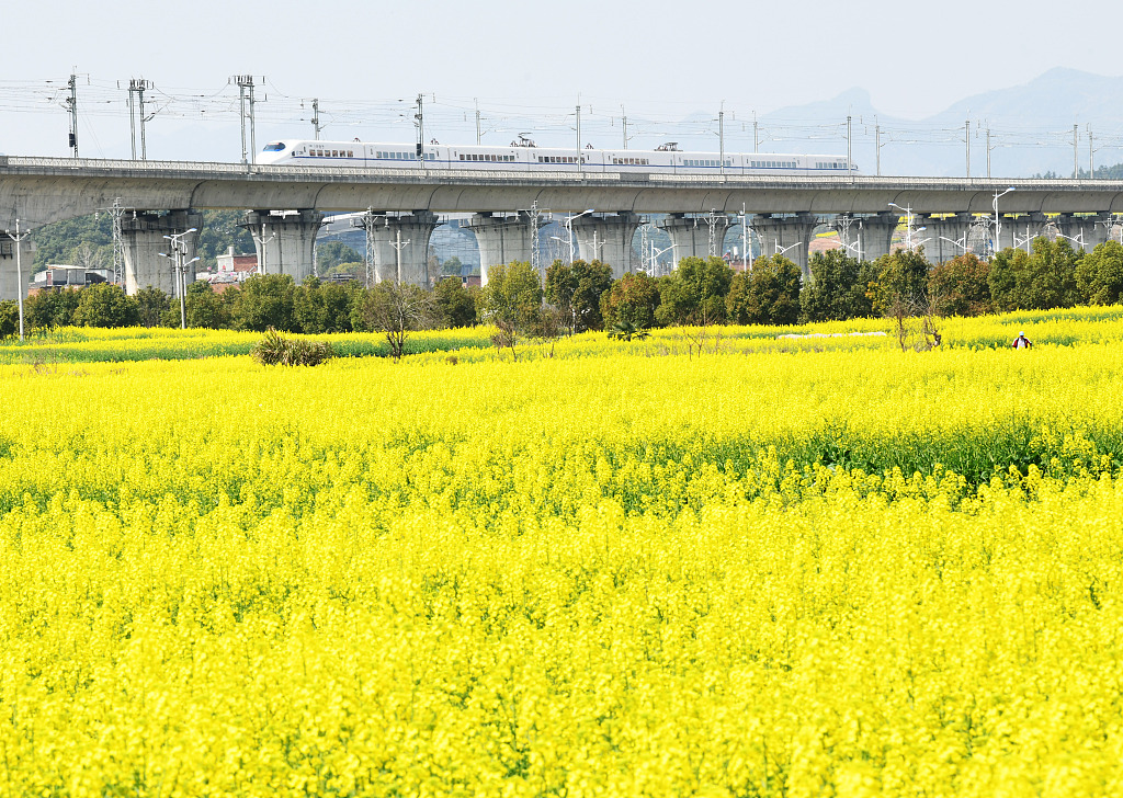 This photo shows a high-speed railway line through fields of rapeseed blossoms in Jiujiang, Jiangxi Province. /CFP