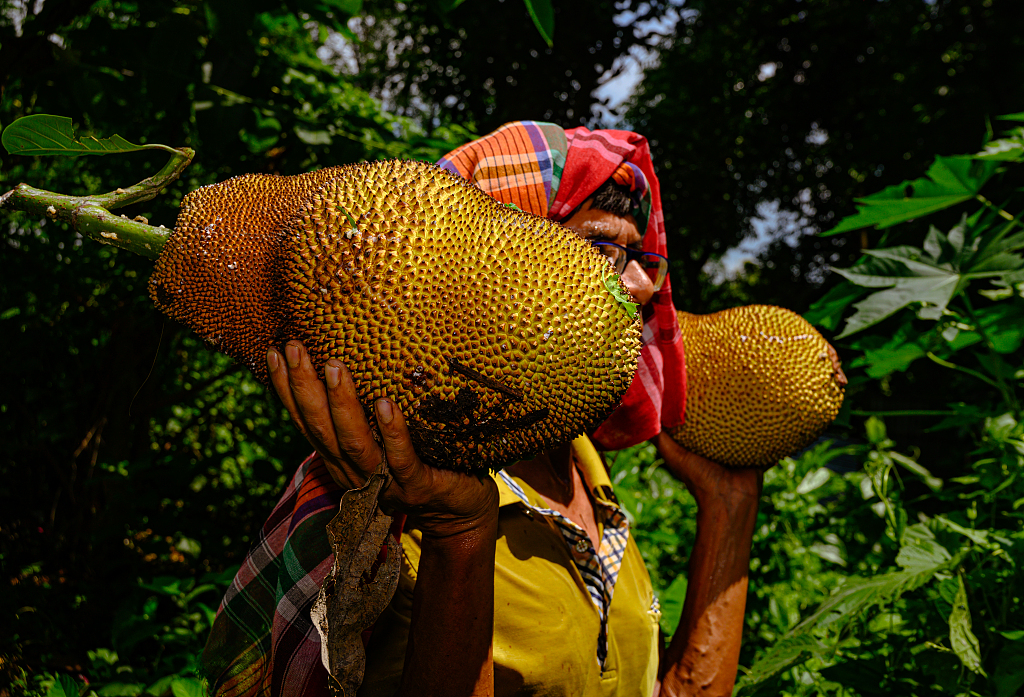 A farmer picks jackfruit in West Bengal, India, July 24, 2023. /CFP