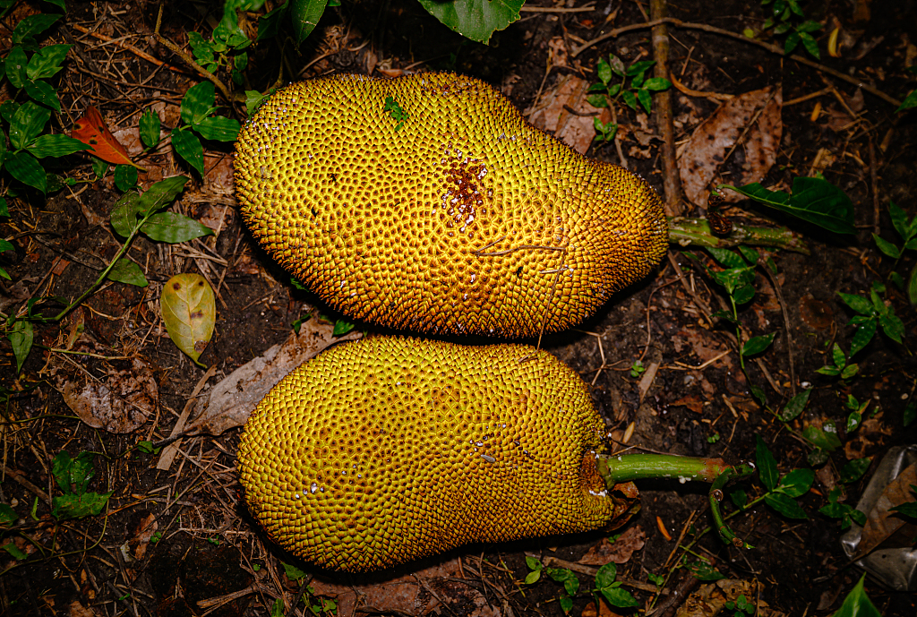 The exterior of jackfruit is composed of hexagonal apices. /CFP