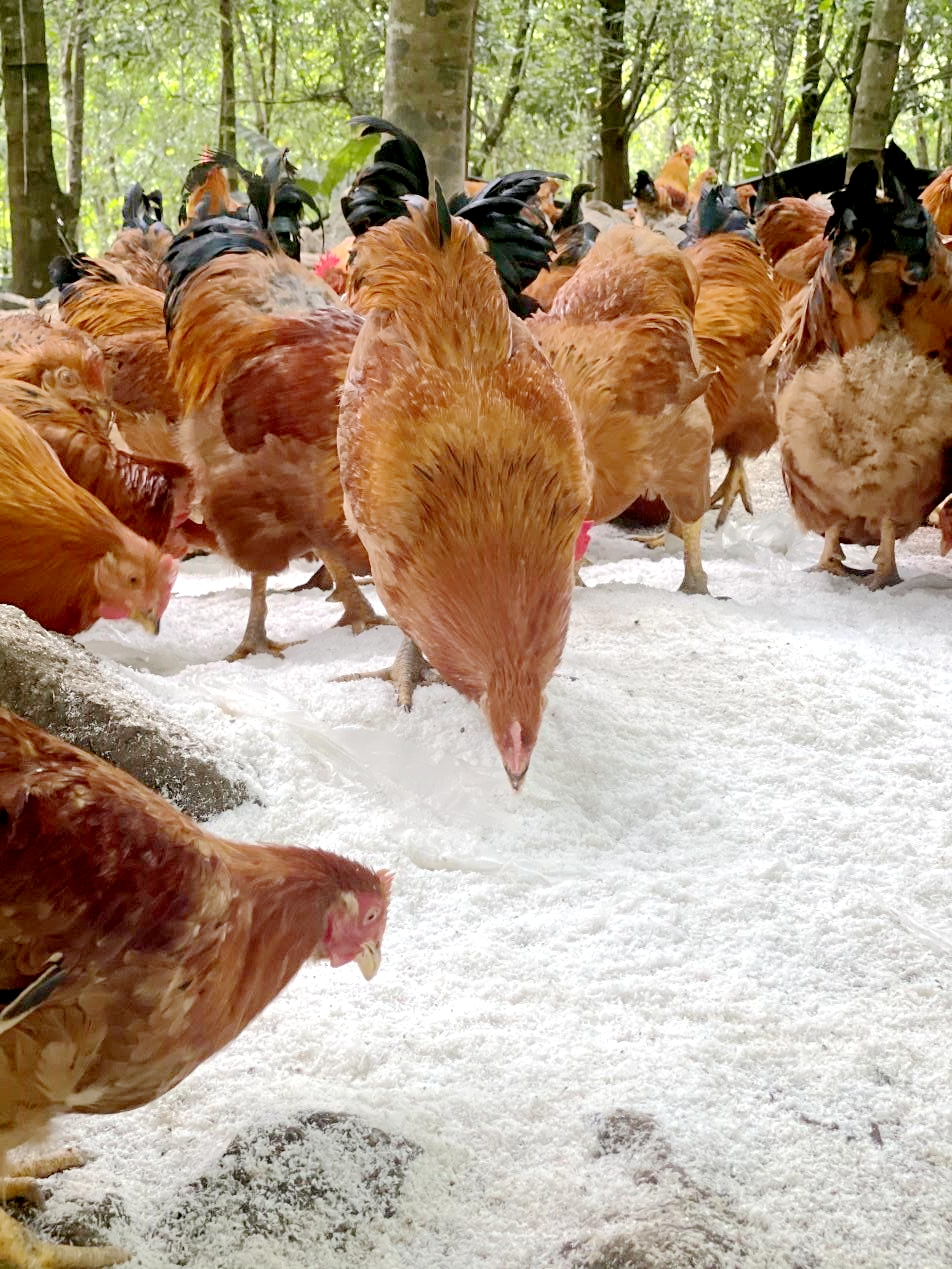A view of a Yingyuan Chicken farm in Tunchang County, Hainan Province /Photo provided to CGTN