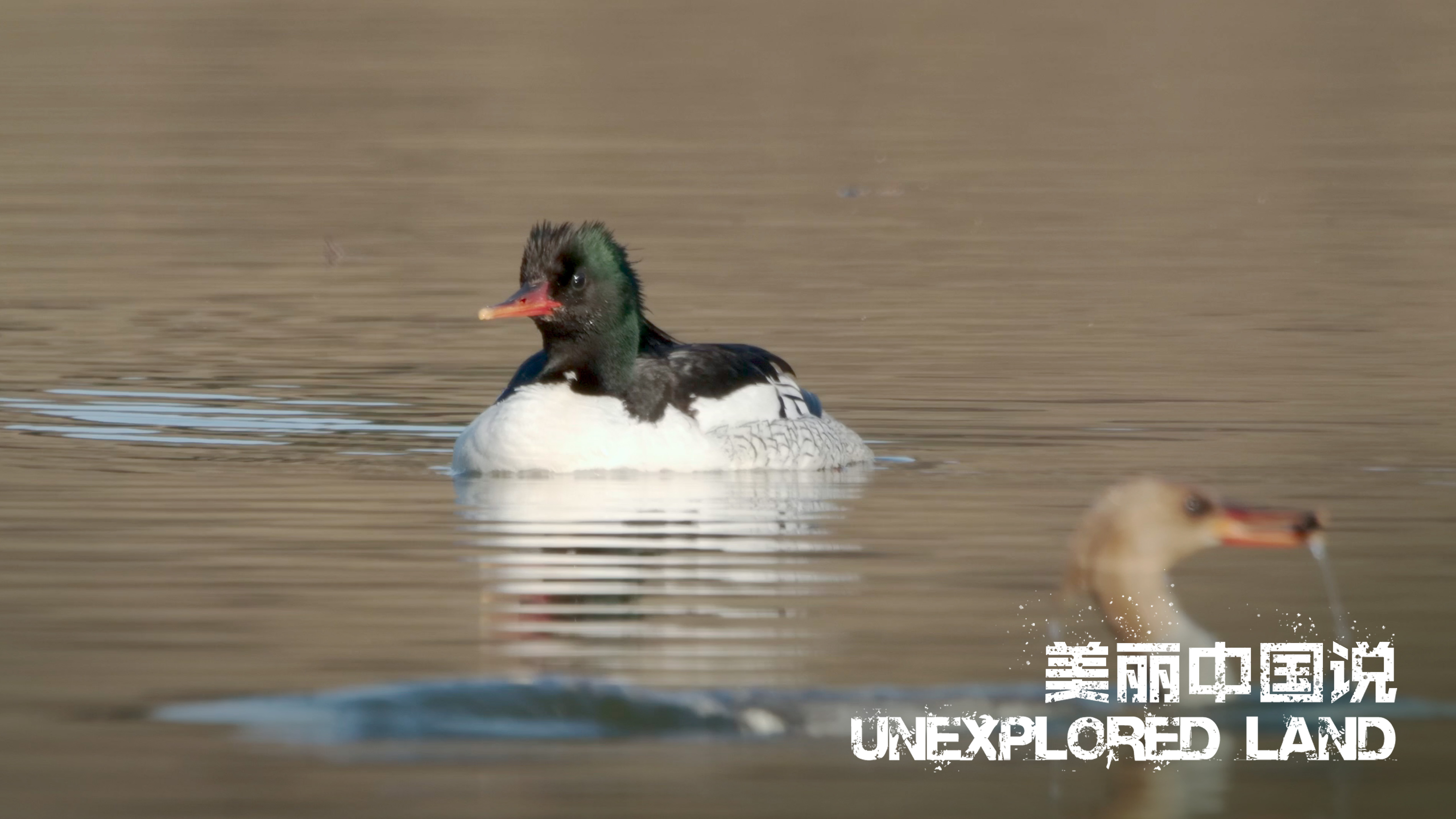 Unexplored Land: Get to know the duck with a 'fashionable hairstyle'