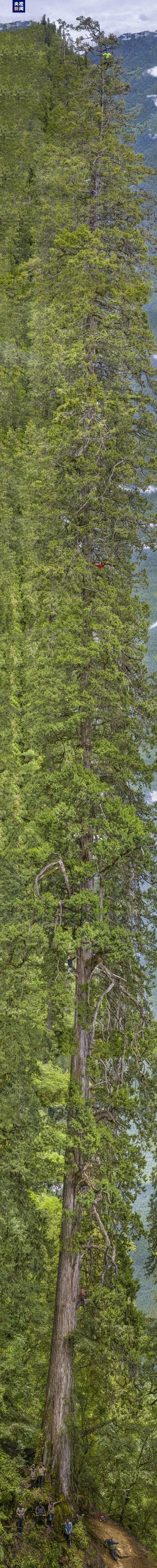 The full-length photo of Cupressus torulosa II, with a height of 99.5 meters (from its base to the highest live branch) is the second tallest tree in a survey conducted in June of 2023 by Chinese scientists to study the tall trees in Xizang Autonomous Region. /CMG