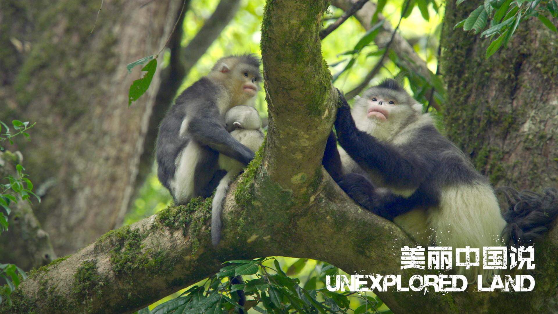 Unexplored Land: Exhausted monkey mom and her energetic baby - CGTN