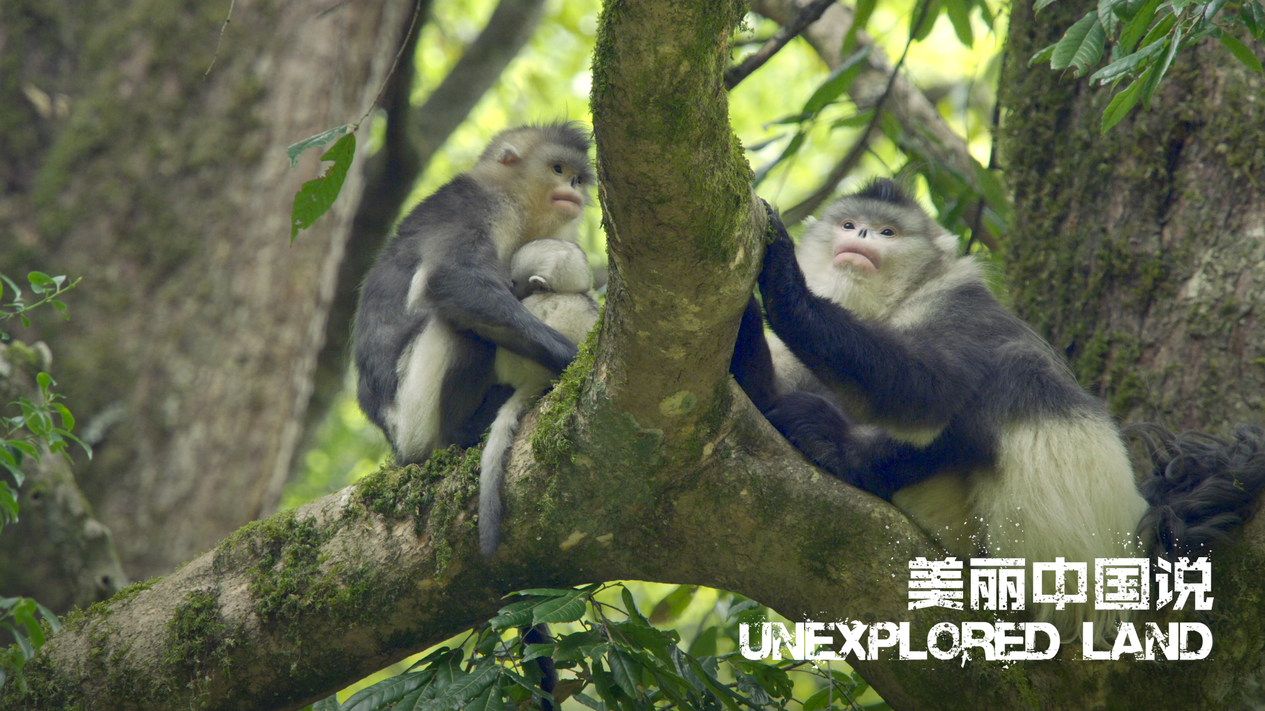 Unexplored Land: Exhausted monkey mom and her energetic baby