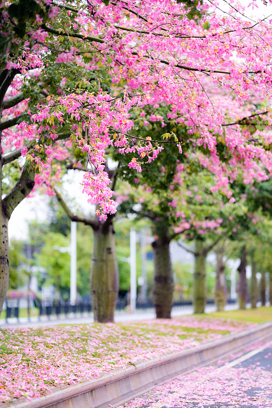 Kapok trees are widely found on the streets of Guangzhou, Guangdong Province. /CFP