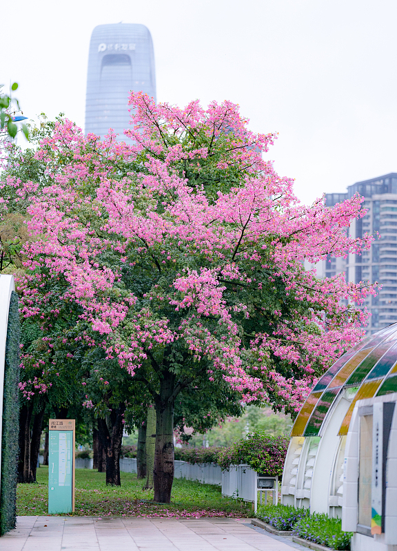 Pink kapok flowers adorn the streets of Guangzhou, Guangdong Province. /CFP