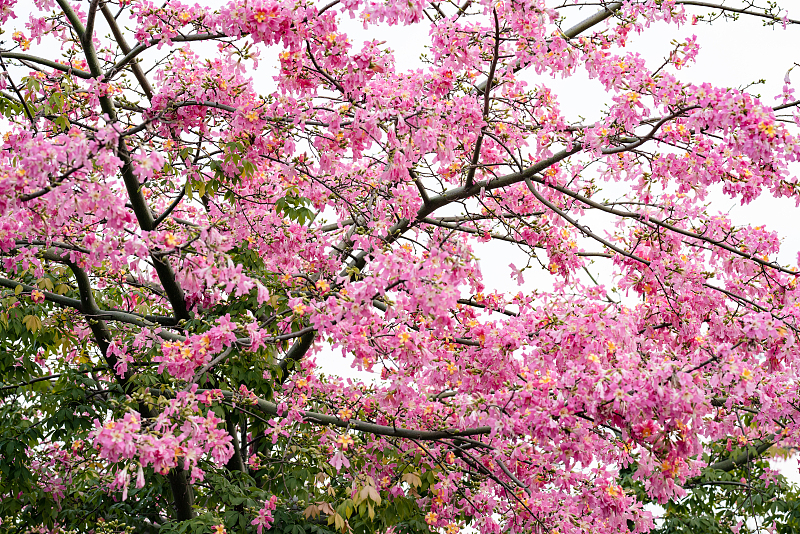 Pink kapok flowers form an eye-catching sight on the streets of Guangzhou, Guangdong Province. /CFP
