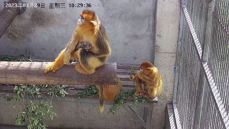The two monkey mothers take care of their new arrivals at a wildlife rescue base in Xi'an City, Shaanxi Province, March 29, 2023. /CFP