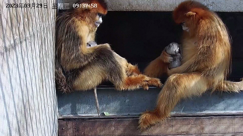 A screenshot shows two golden monkeys taking care of their newborns at a wildlife rescue base in Xi'an City, Shaanxi Province, March 29, 2023. /CFP