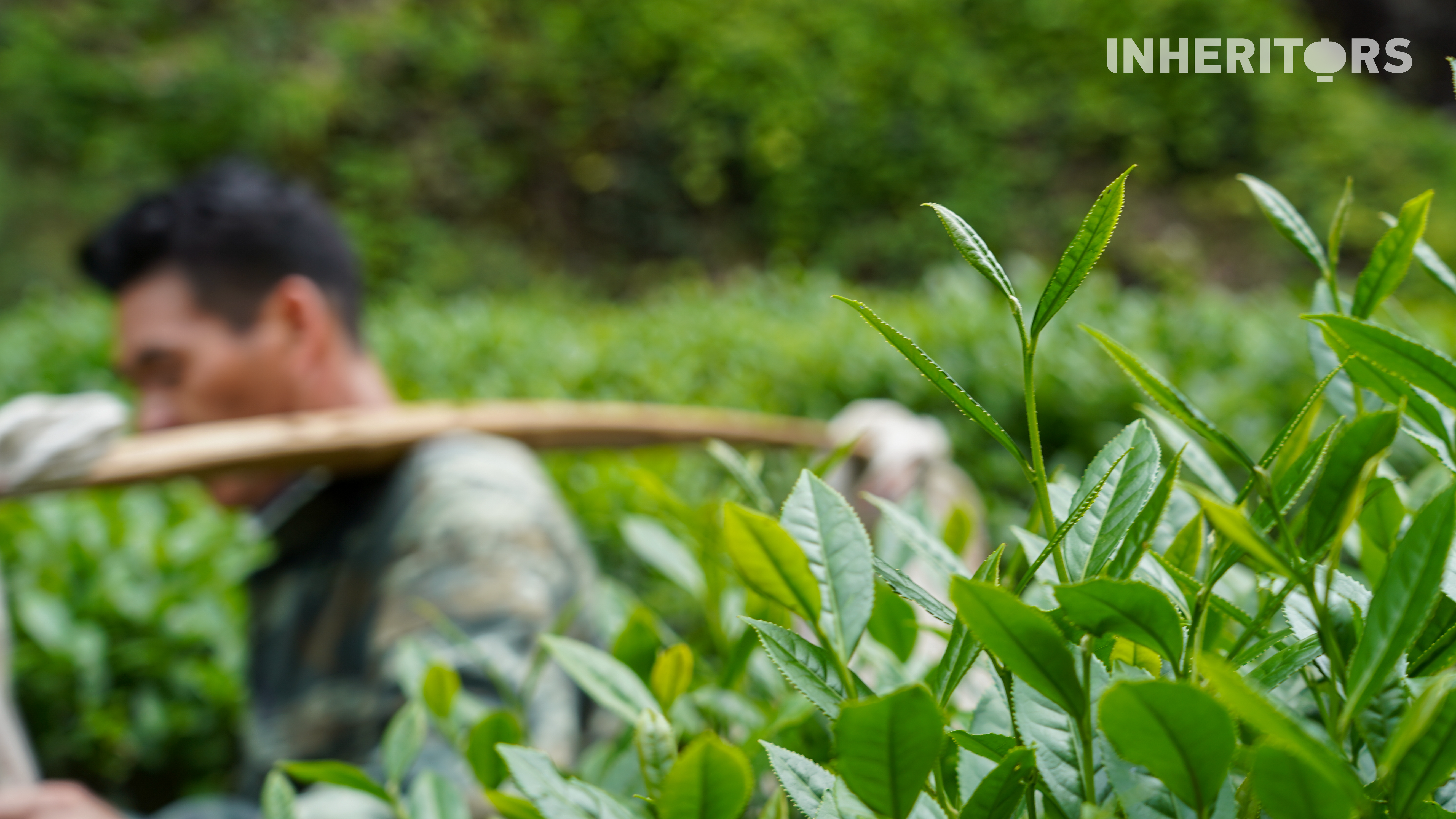 Peak tea-picking season arrives in the Wuyi Mountains