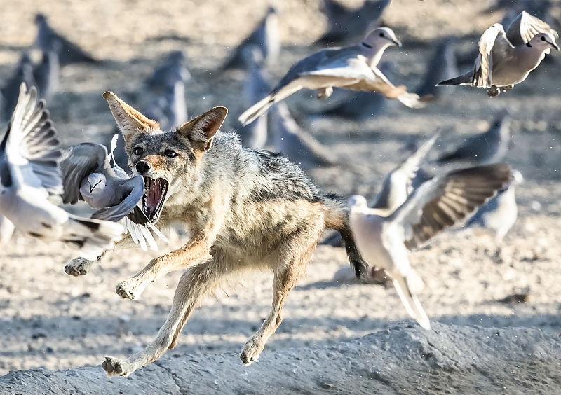 A jackal tries to catch a turtle dove at the Kgalagadi Transfrontier Park, South Africa. /CFP