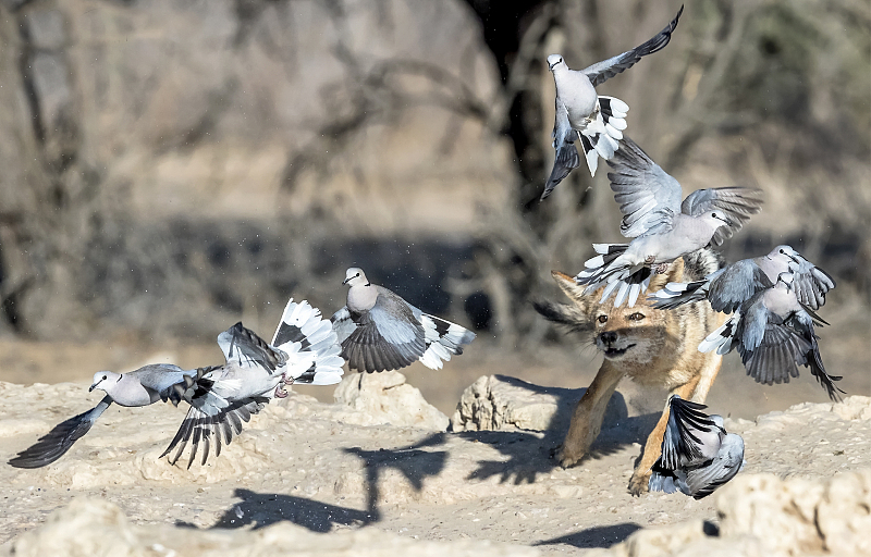 Photographer Clint Ralph captures a shot of a jackal hunting for turtle doves at the Kgalagadi Transfrontier Park, South Africa. /CFP