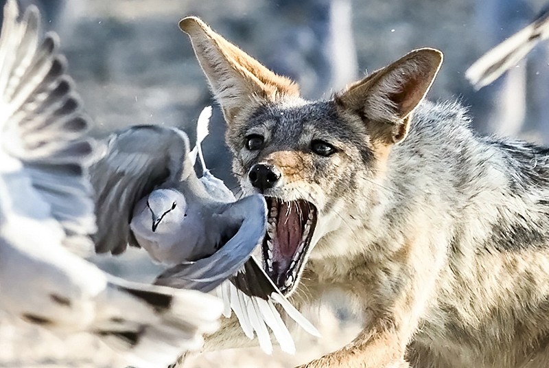 A jackal tries to catch a turtle dove at the Kgalagadi Transfrontier Park, South Africa. /CFP
