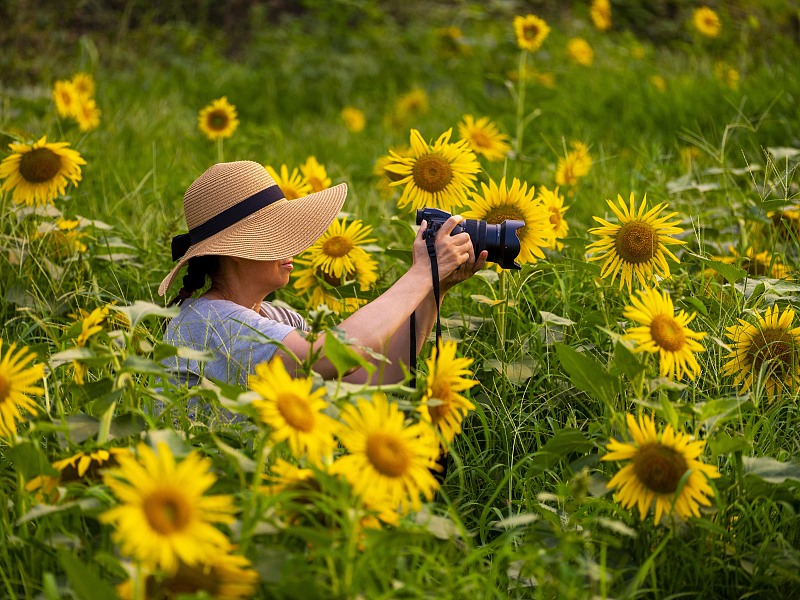 A visitor takes photos at a sunflower plantation in Changzhi City, Shanxi Province, August 8, 2023. /CFP