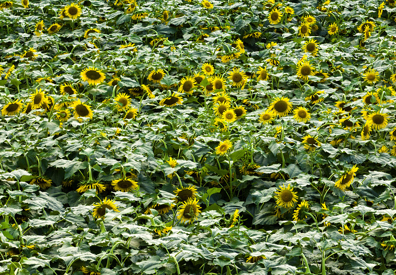 Sunflowers come into bloom under the bright sunlight of Changzhi City, Shanxi Province, August 8, 2023. /CFP