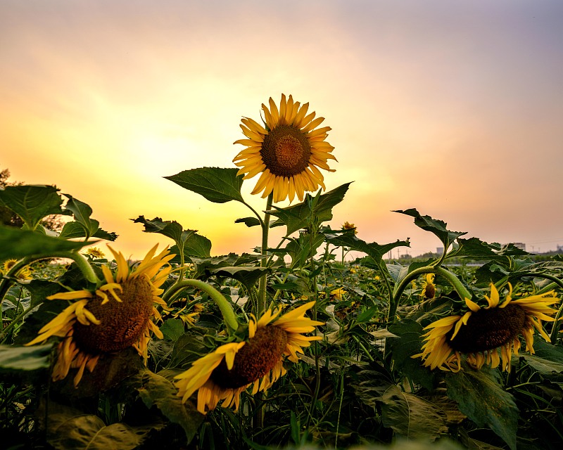 Sunflowers come into bloom under the bright sunlight of Changzhi City, Shanxi Province, August 8, 2023. /CFP