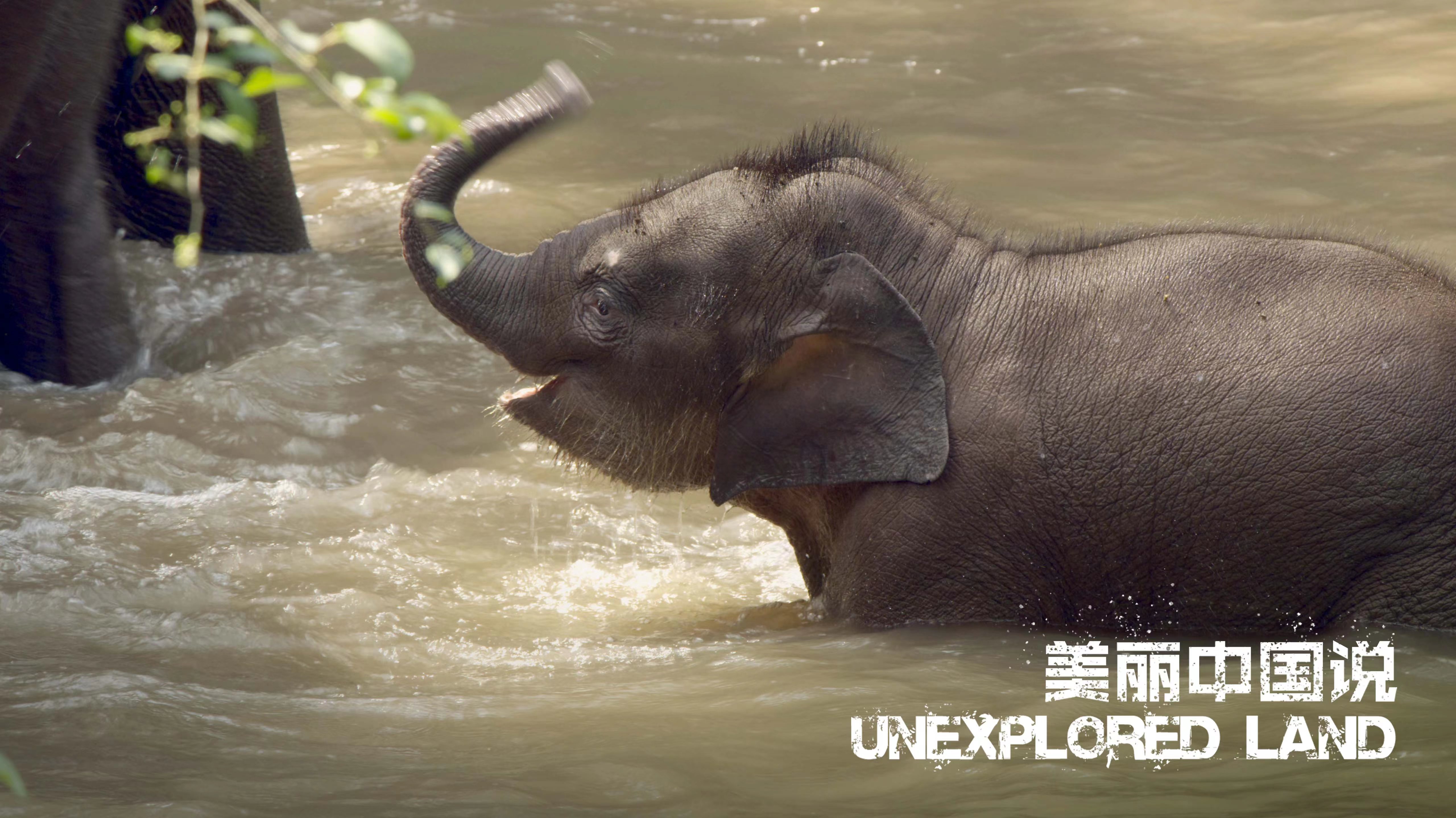 Unexplored Land: Duoli's decision - Asian elephant herd at crossroads 