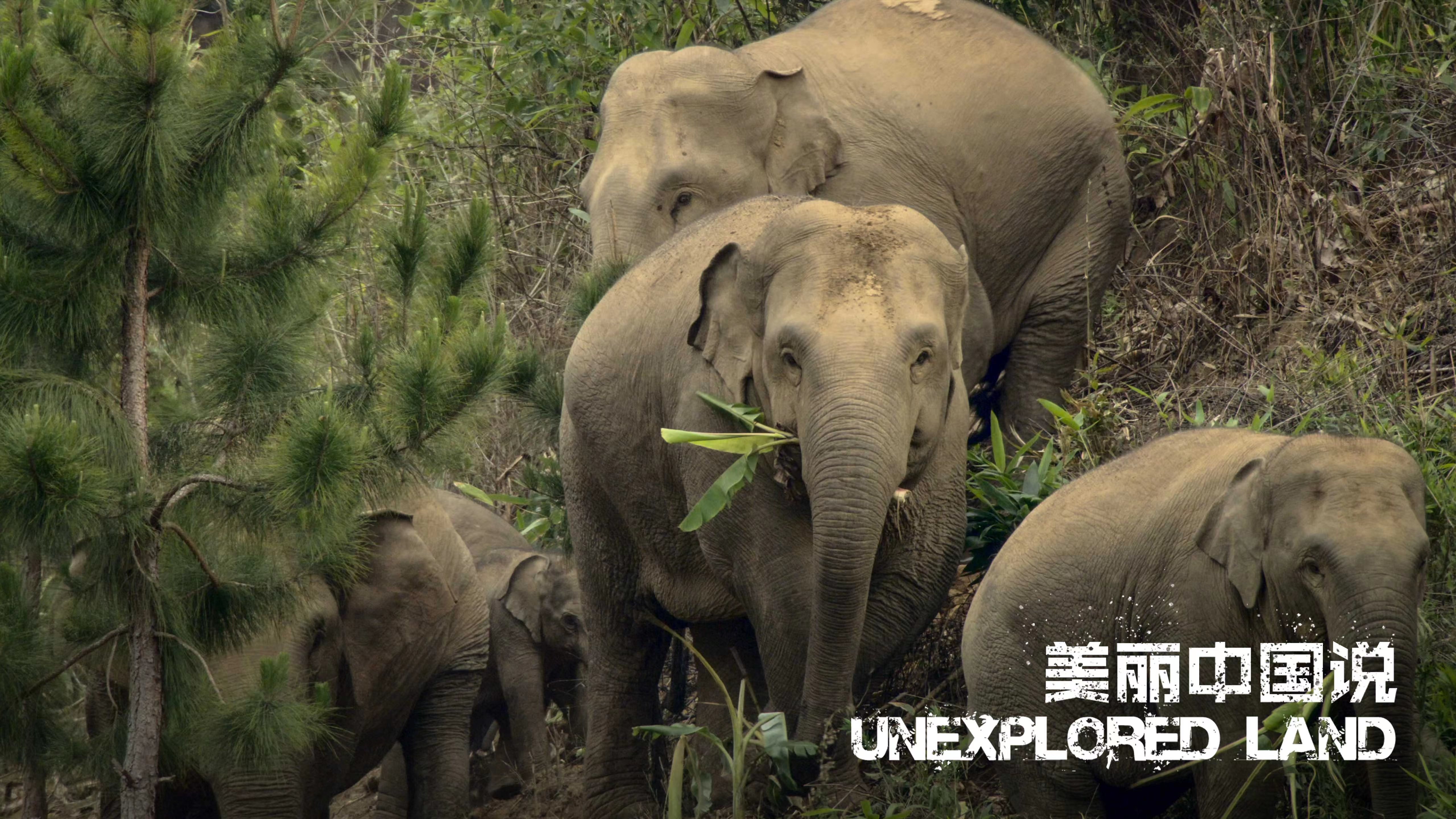 Unexplored Land: Duoli's decision - Asian elephant herd at crossroads 