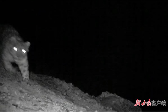 A snow leopard was recorded by an infrared camera in Axia Provincial Nature Reserve, 2023. /Xinhua