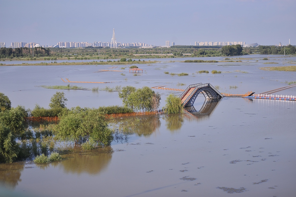 A wetland park is flooded in Harbin, northeast China's Heilongjiang Province, August 14, 2023. /CFP