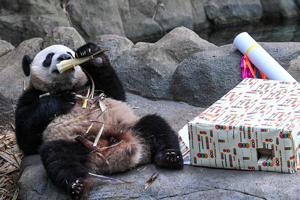 Le Le, the first giant panda born in Singapore is now two years old and showing signs of independence. On August 14, 2023, Singapore's Mandai Wildlife Reserve laid out a special birthday feast for the male bear and decorated his enclosure. /CFP
