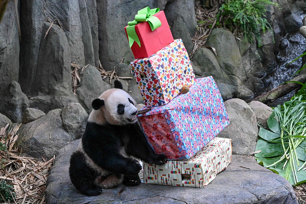 Le Le, the first giant panda born in Singapore is now two years old and showing signs of independence. On August 14, 2023, Singapore's Mandai Wildlife Reserve laid out a special birthday feast for the male bear and decorated his enclosure. /CFP