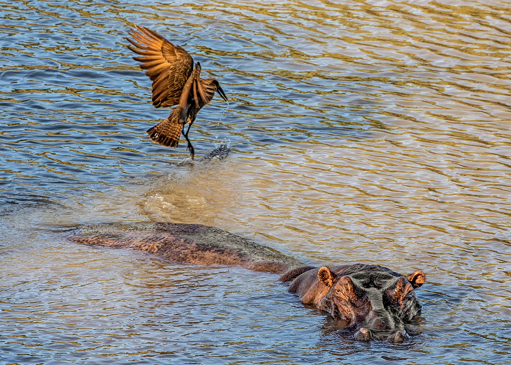 A photo shows a hammerkop hitching a ride on a hippo in South Africa's Kruger National Park. /CFP