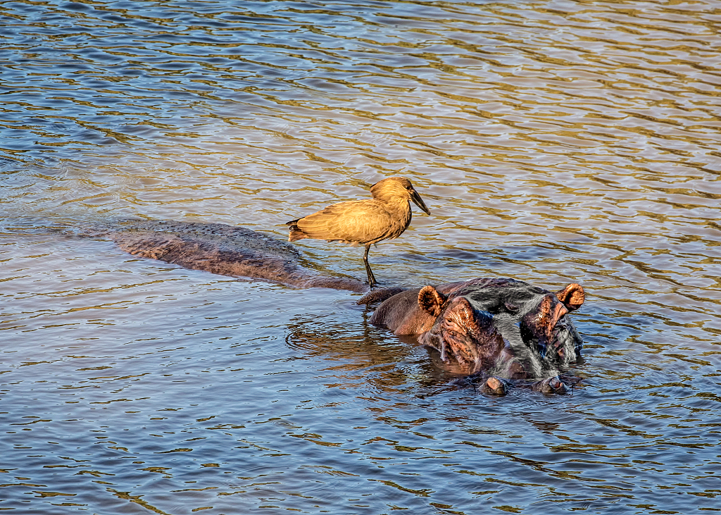A photo shows a hammerkop hitching a ride on a hippo in South Africa's Kruger National Park. /CFP