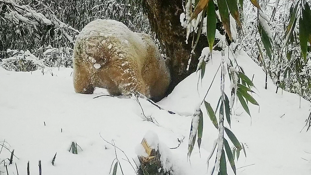 A photo shows the image of a white giant panda in existence in Wolong, Sichuan, China. /CFP
