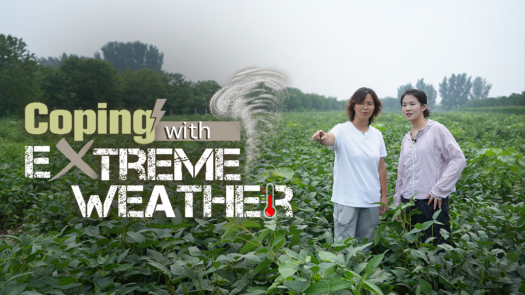 How are Beijing's crops after heavy rain and drought?