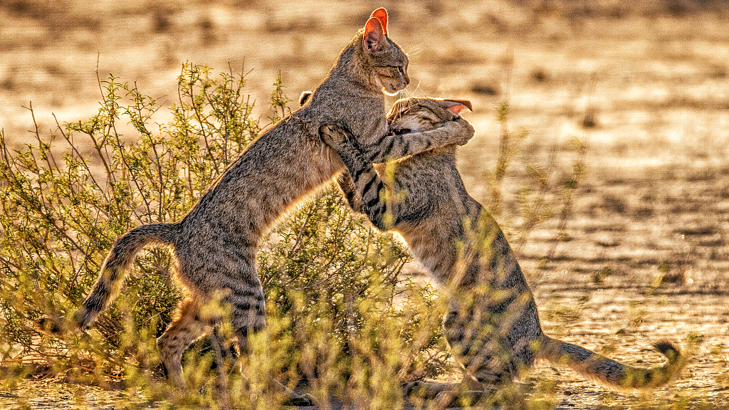 A photo captures a playful scene of African wildcats in the Kgalagadi Transfrontier Park in South Africa. /VCG