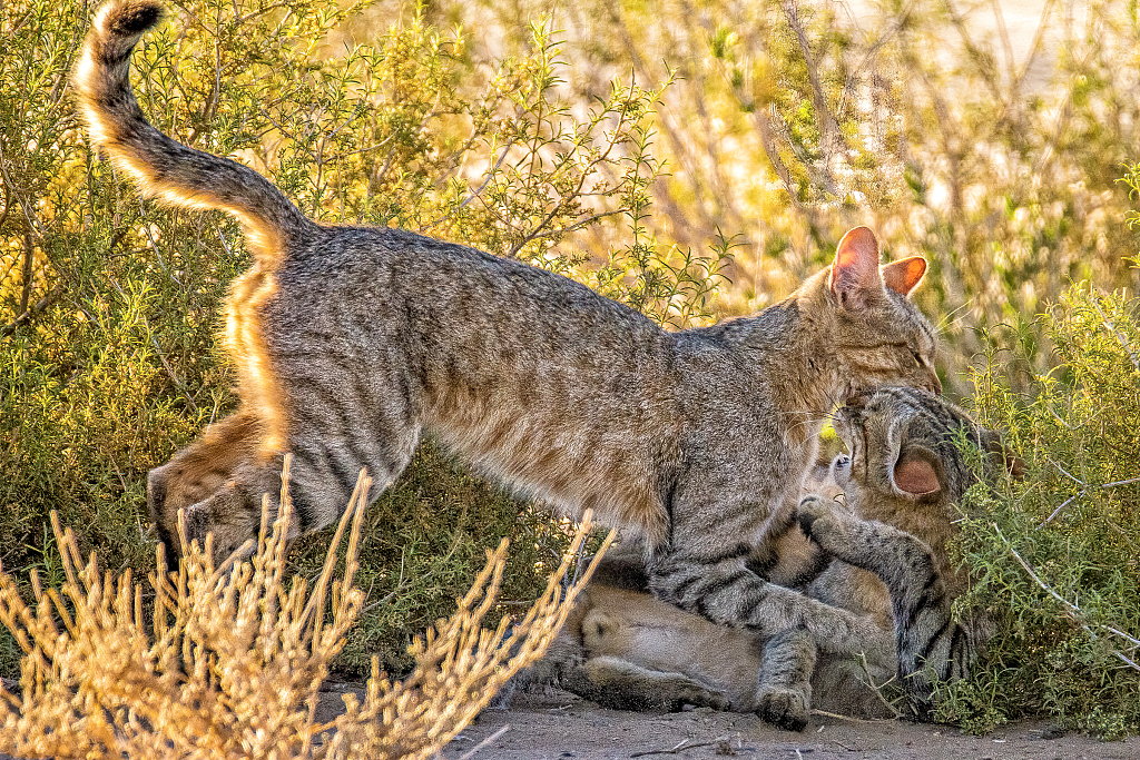 A photo captures a playful scene of African wildcats in the Kgalagadi Transfrontier Park in South Africa. /VCG