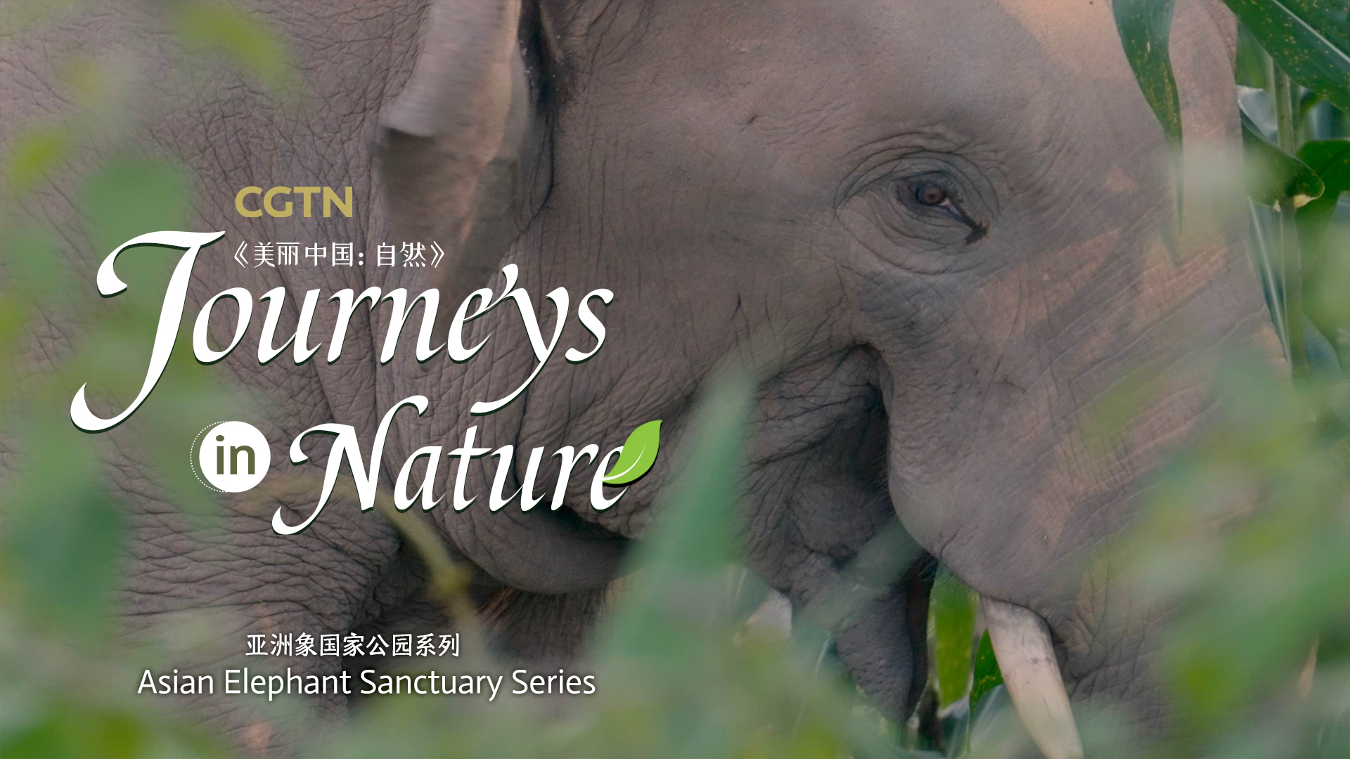 Asian Elephant Sanctuary Ep. 6: How big is the elephant dining hall?