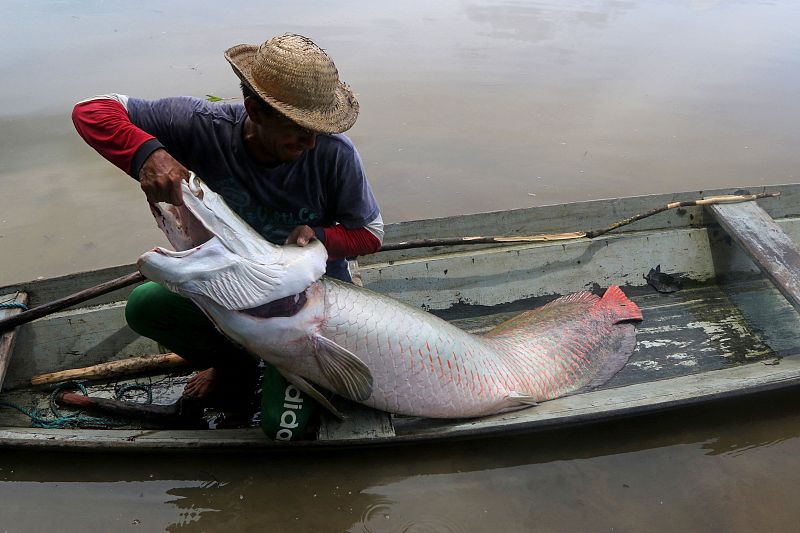 This undated photo shows a fisherman harvesting a giant bony hyoid fish in the Brazilian state, Amazonas. /CFP