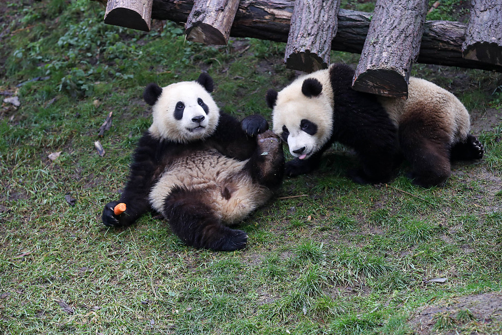 Photo taken on January 2021 shows the giant panda twins, Bao Di and Bao Mei, playing in an outdoor enclosure at the Pairi Daiza Zoo in Belgium. /CFP