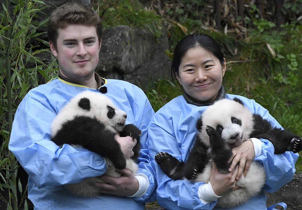 Photo taken on November 14, 2019 shows the panda twins Bao Di (right) and Bao Mei, when an official ceremony was held to unveil the names of the twin pandas. /CFP