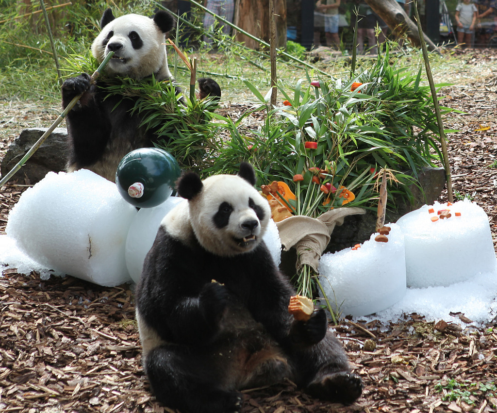 Giant panda twins Bao Di and Bao Mei (front) enjoy their fourth birthday party at Pairi Daiza Zoo in Belgium on August 16, 2023. /CFP