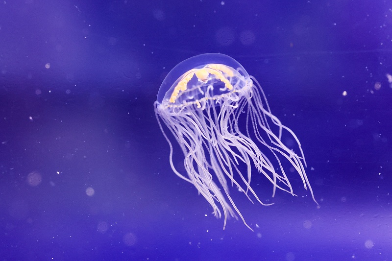 This recent photo shows a transparent jellyfish at the Primorsky Aquarium in Vladivostok, Russia. /CFP