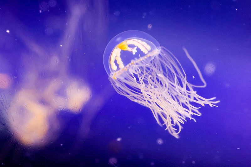 This recent photo shows a transparent jellyfish at the Primorsky Aquarium in Vladivostok, Russia. /CFP