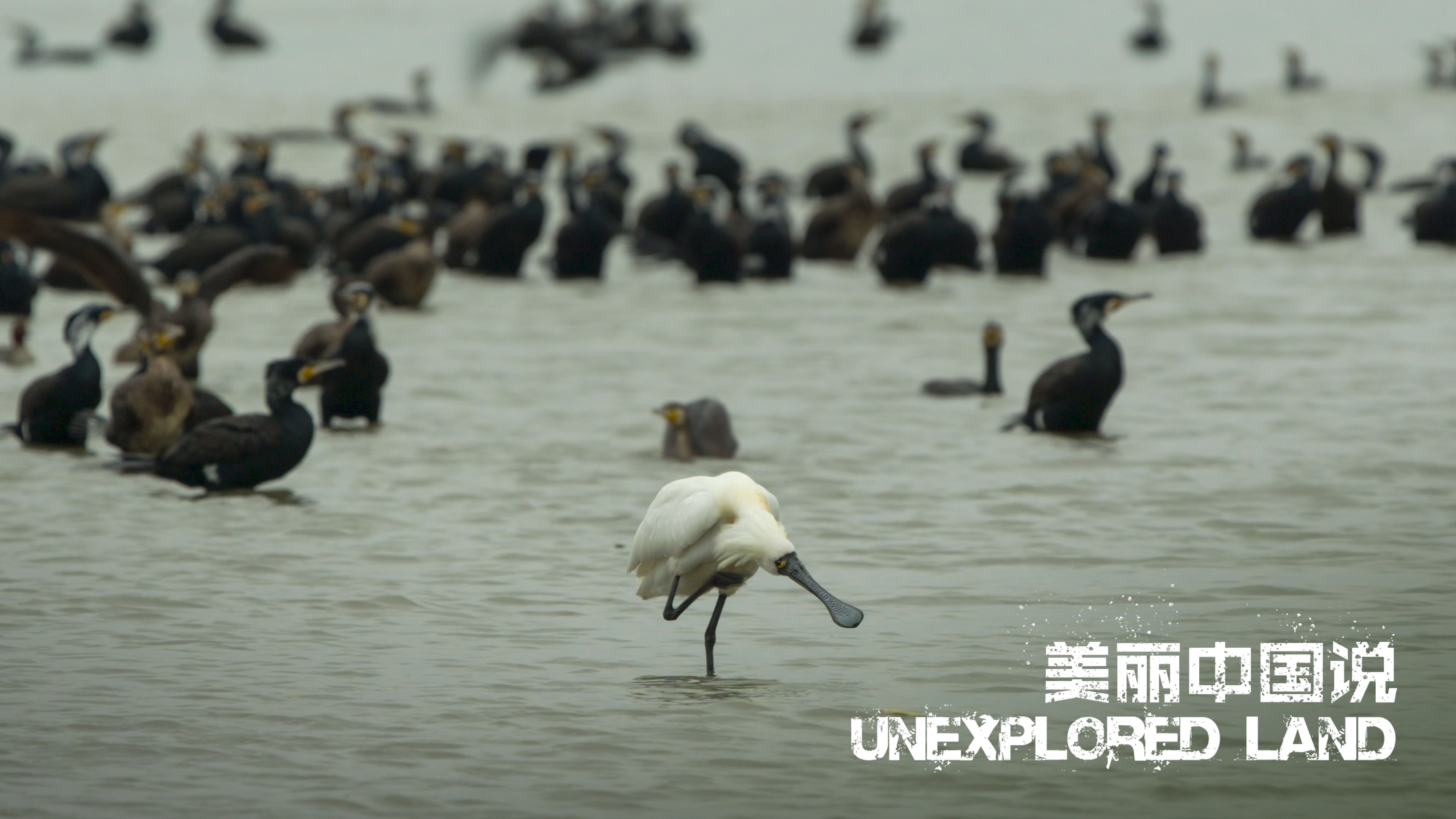Unexplored Land: Stories of nature in a bustling city